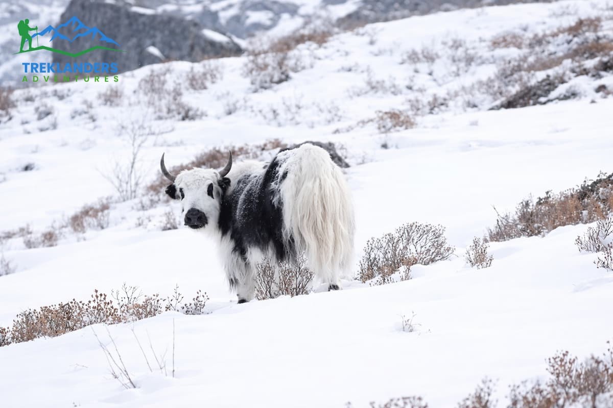 Yak in Winter- Winter Langtang Valley Trek