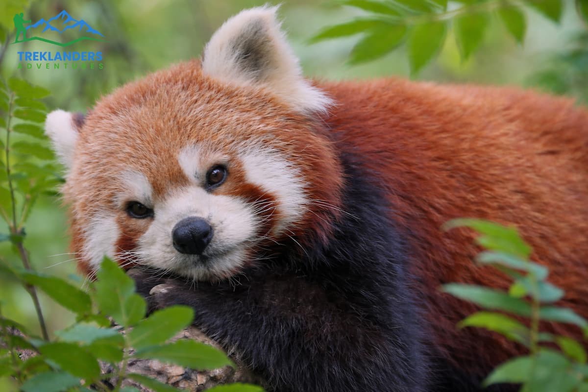 Red Panda- Langtang Valley Trek