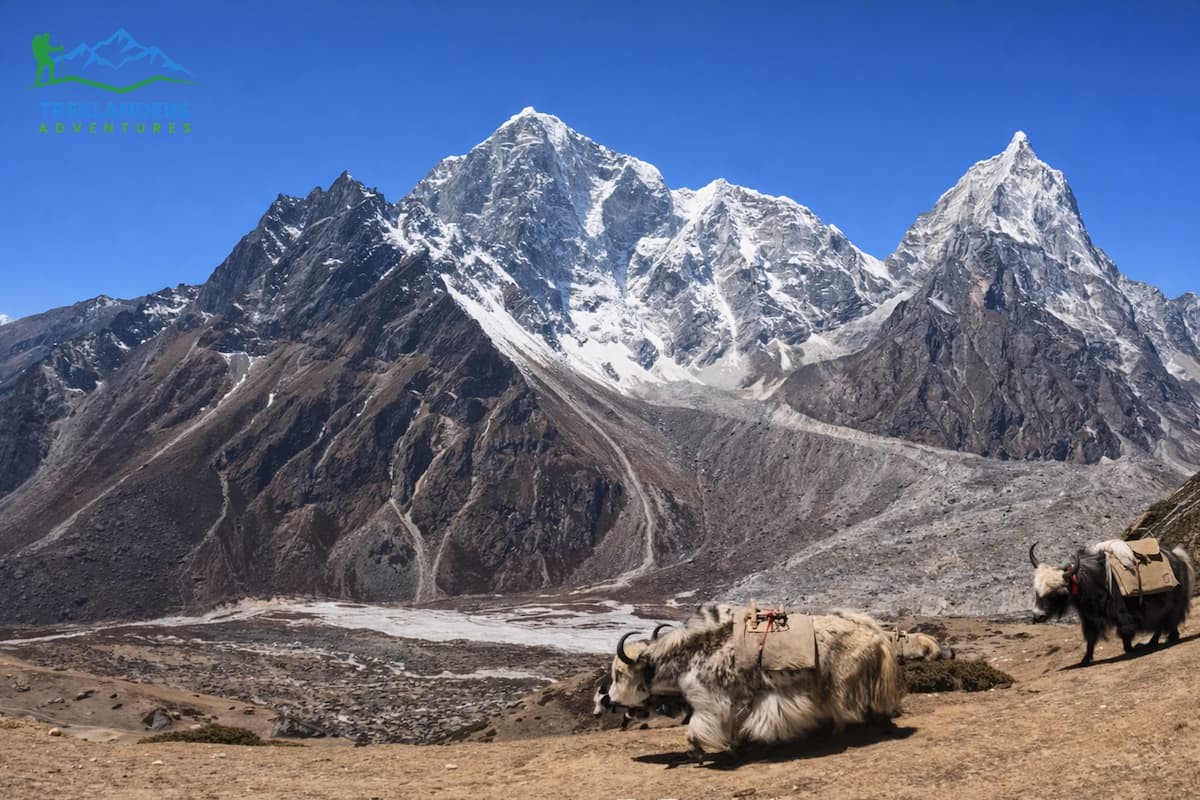 Yaks- Everest Base Camp Trek