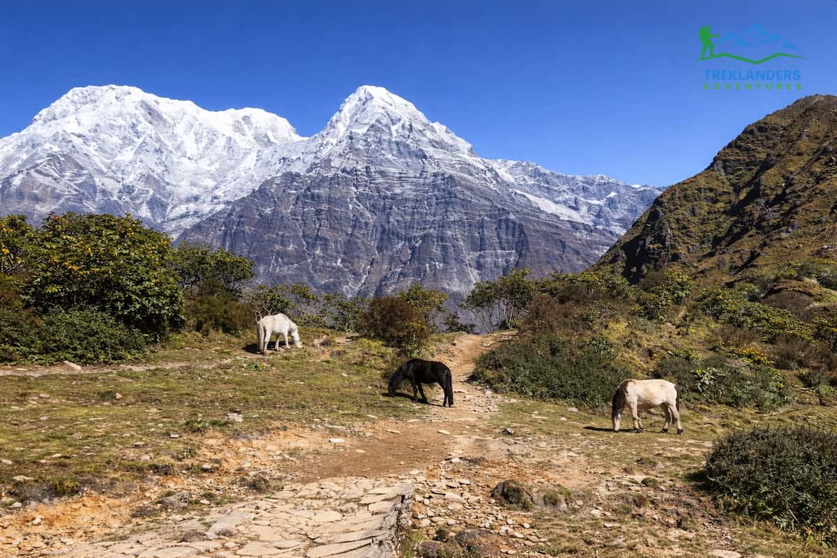 Annapurna South- Mardi Himal Trek