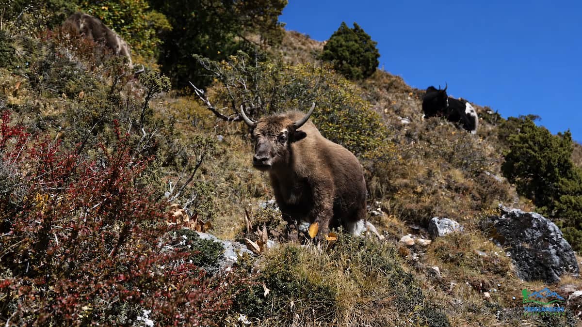 Yak