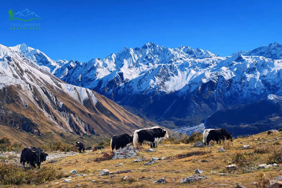 Langtang Valley Trek
