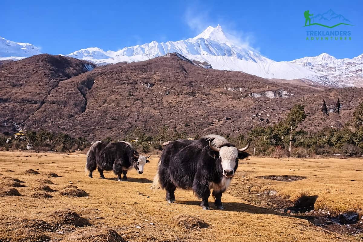 Yak-Manaslu Circuit Trek