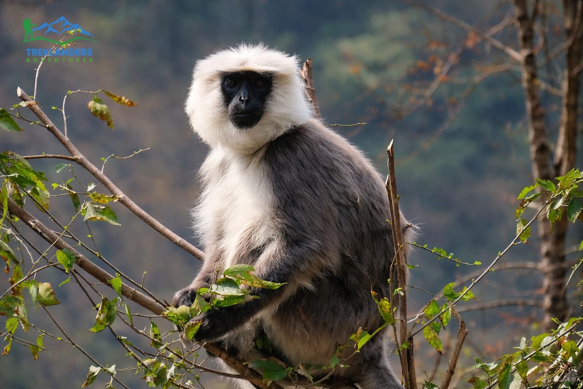 Langur- Ghorepani Poon Hill Trek