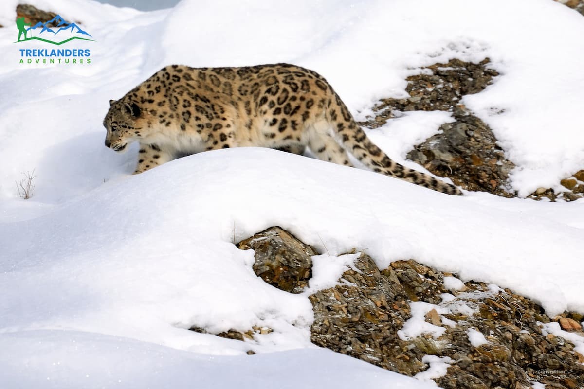 Snow Leopard- Annapurna Circuit Trek
