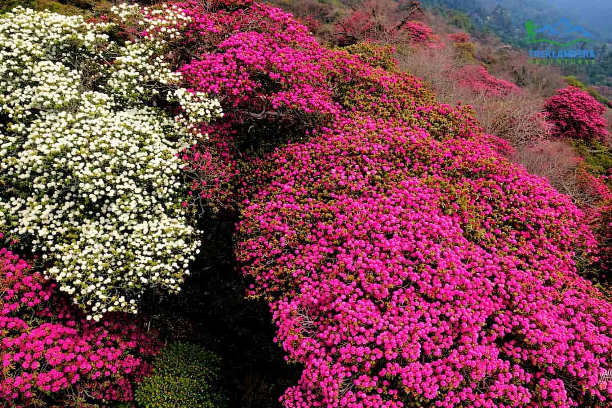 Ghorepani Poon Hill Trek