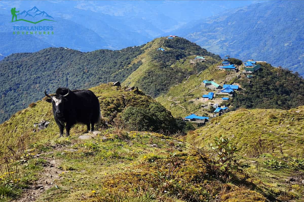 Mardi trail- Mardi Himal Trek