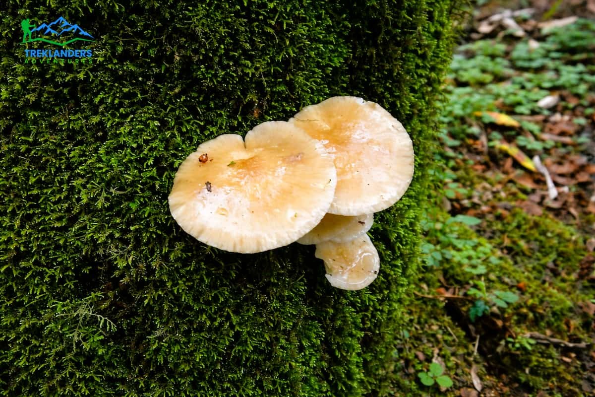 mushrooms- Mardi Himal Trek