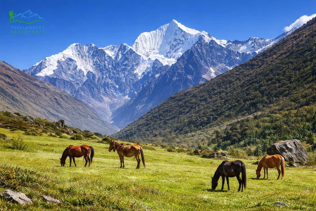 Horse Grazing- Langtang Valley Trek