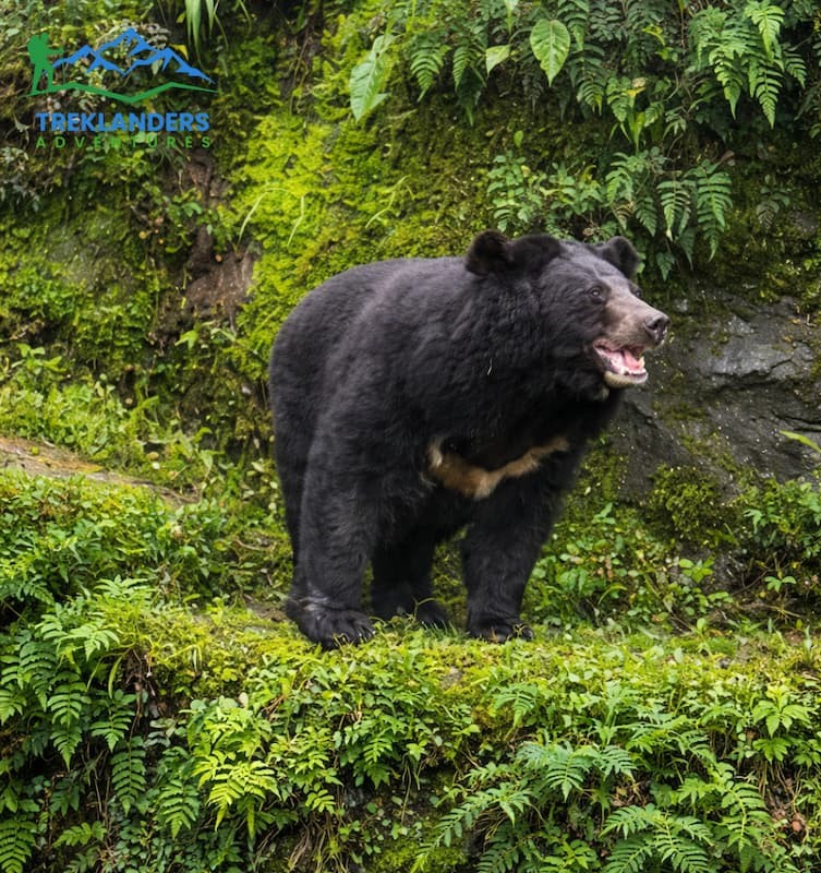 Himalayan Black Bear