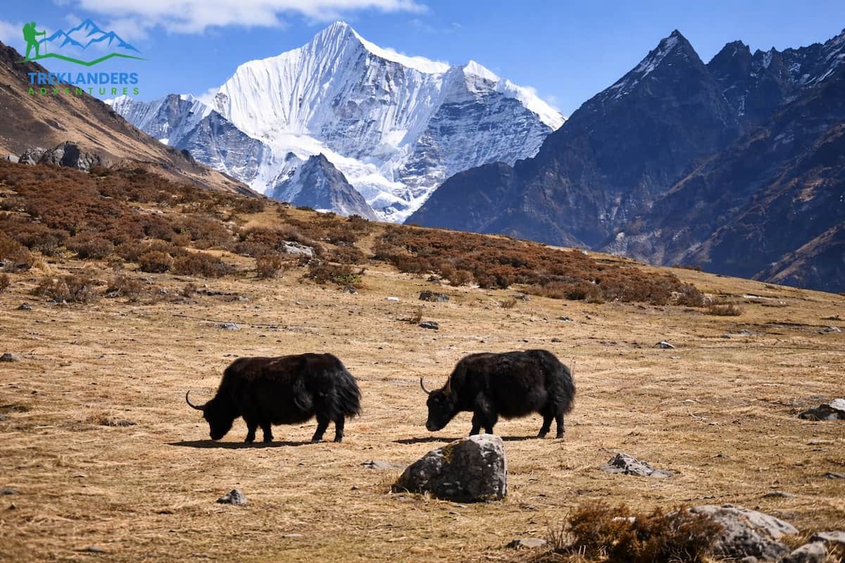 Yaks grazing at Kyanjin- Lantang Valley Trek