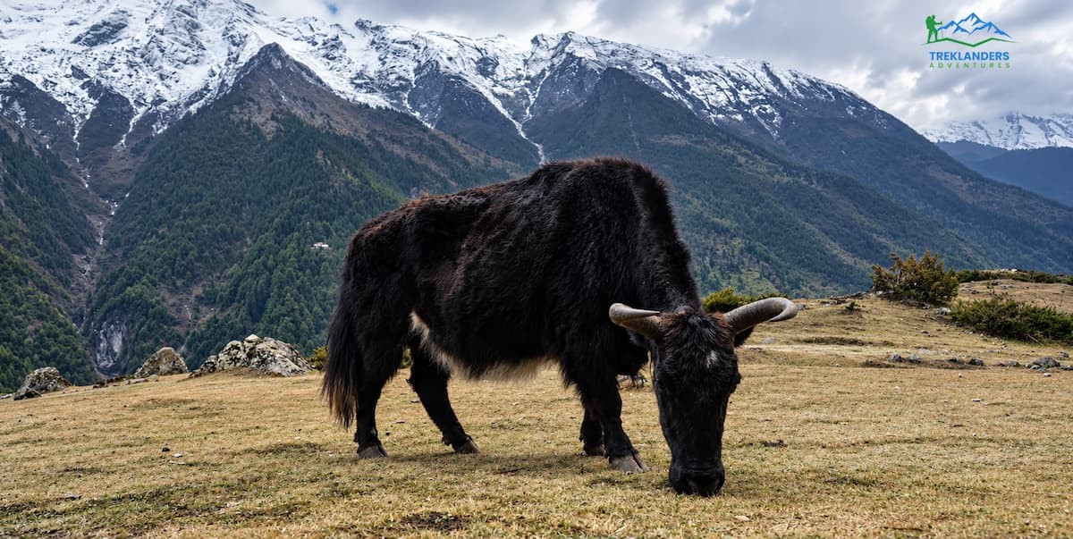 Plants, Wildlife, and the Changing Landscape