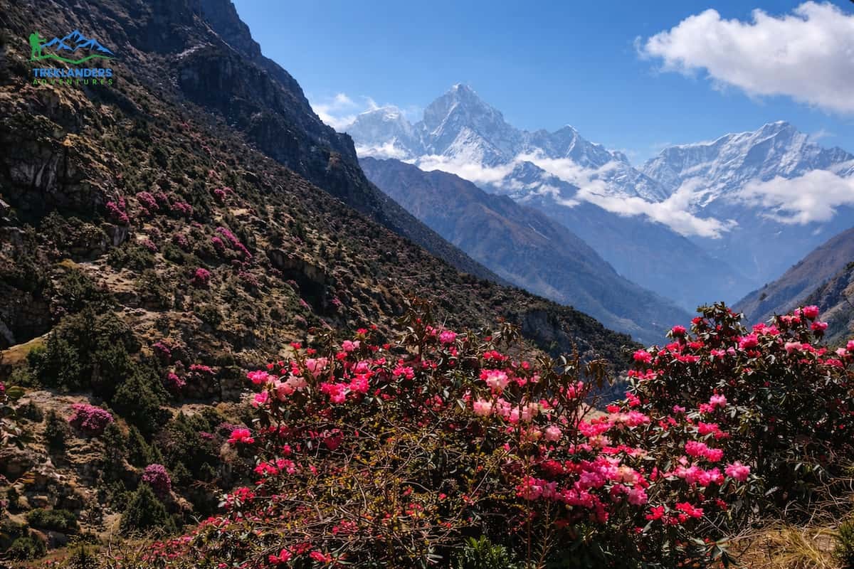 Rhododendron Forests- Everest Region Trek