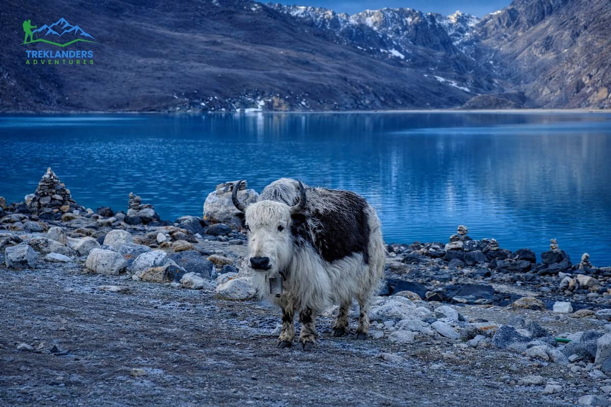 Yak- Gokyo Lakes Trek