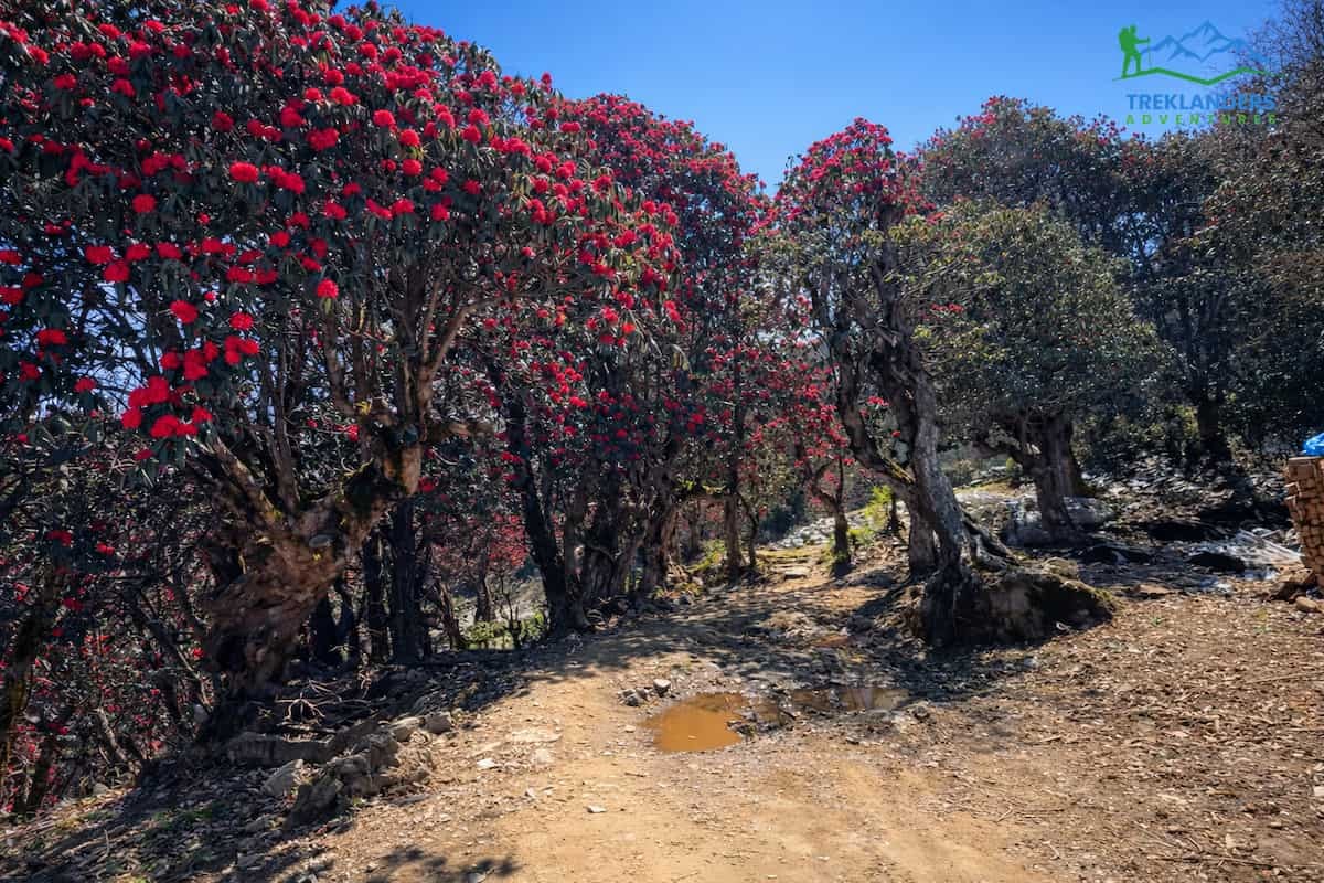 Trail along the Poon Hill Trek