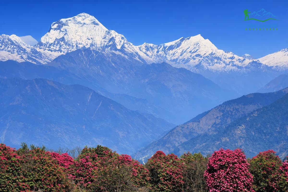 Gurung Hill- Ghorepani Poonhill Trek
