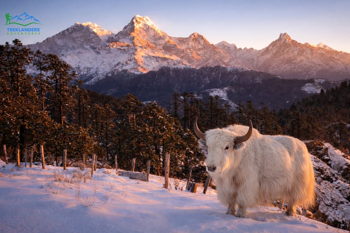 Yak- Mohare Danda Trek