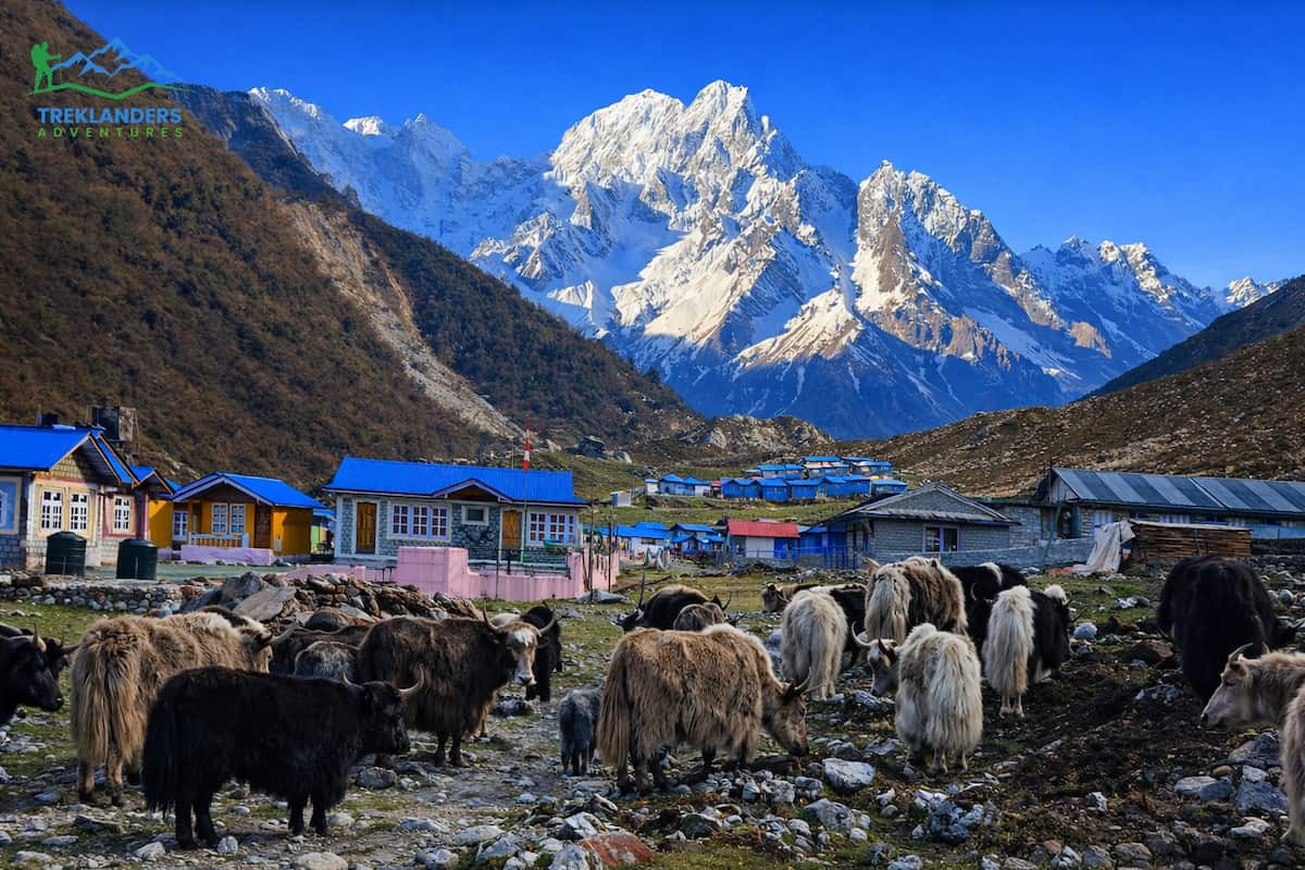 Bimthang Village- Manaslu Circuit Trek