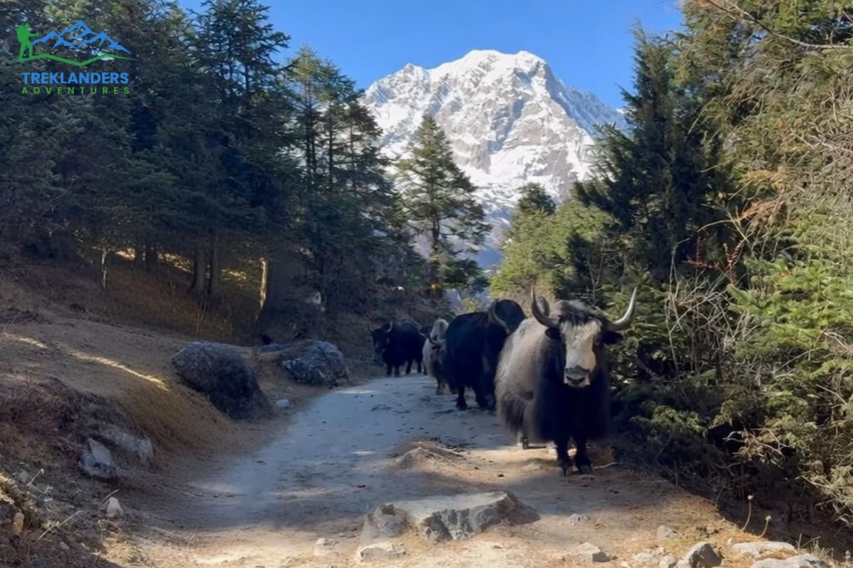 Yak- Manaslu Circuit Trek