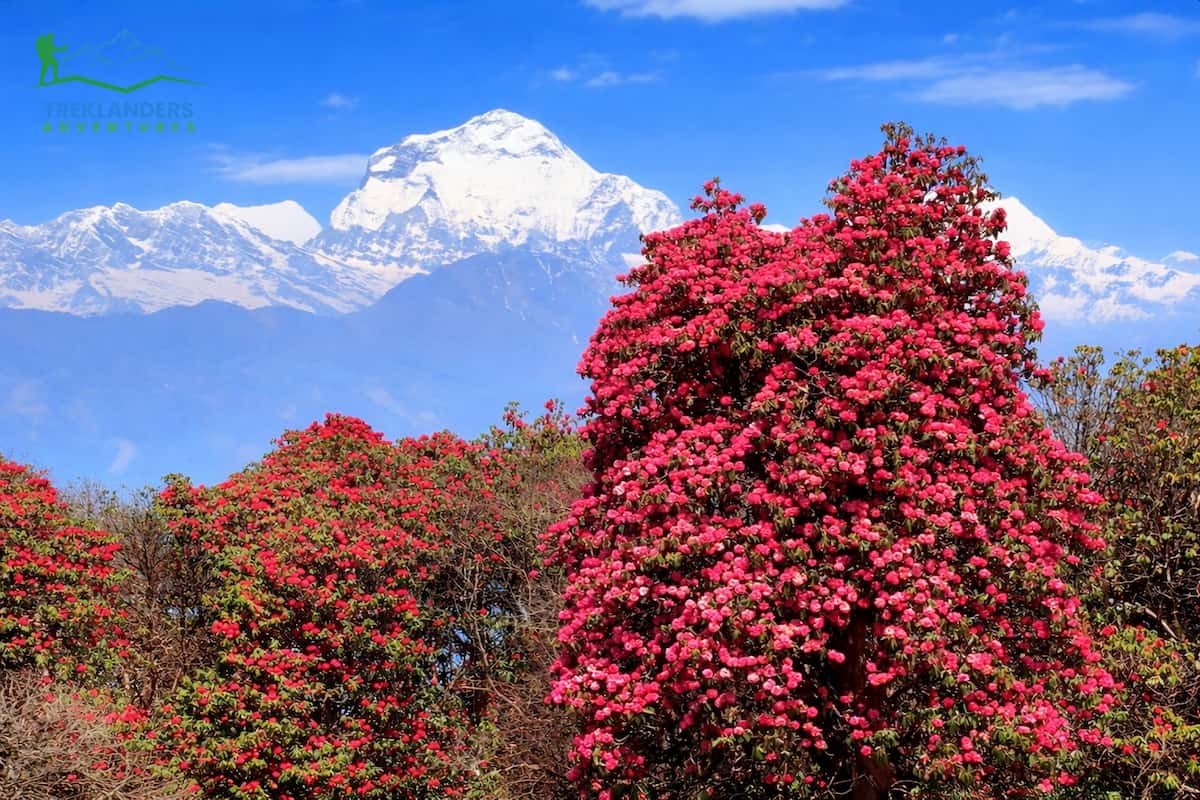 Ghorepani Poonhill Trek