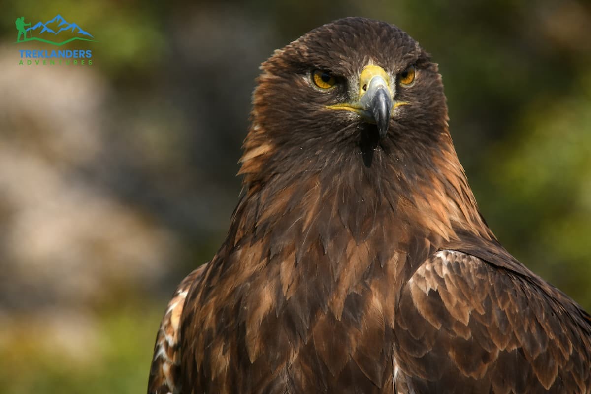 Vulture - Annapurna Circuit Trek