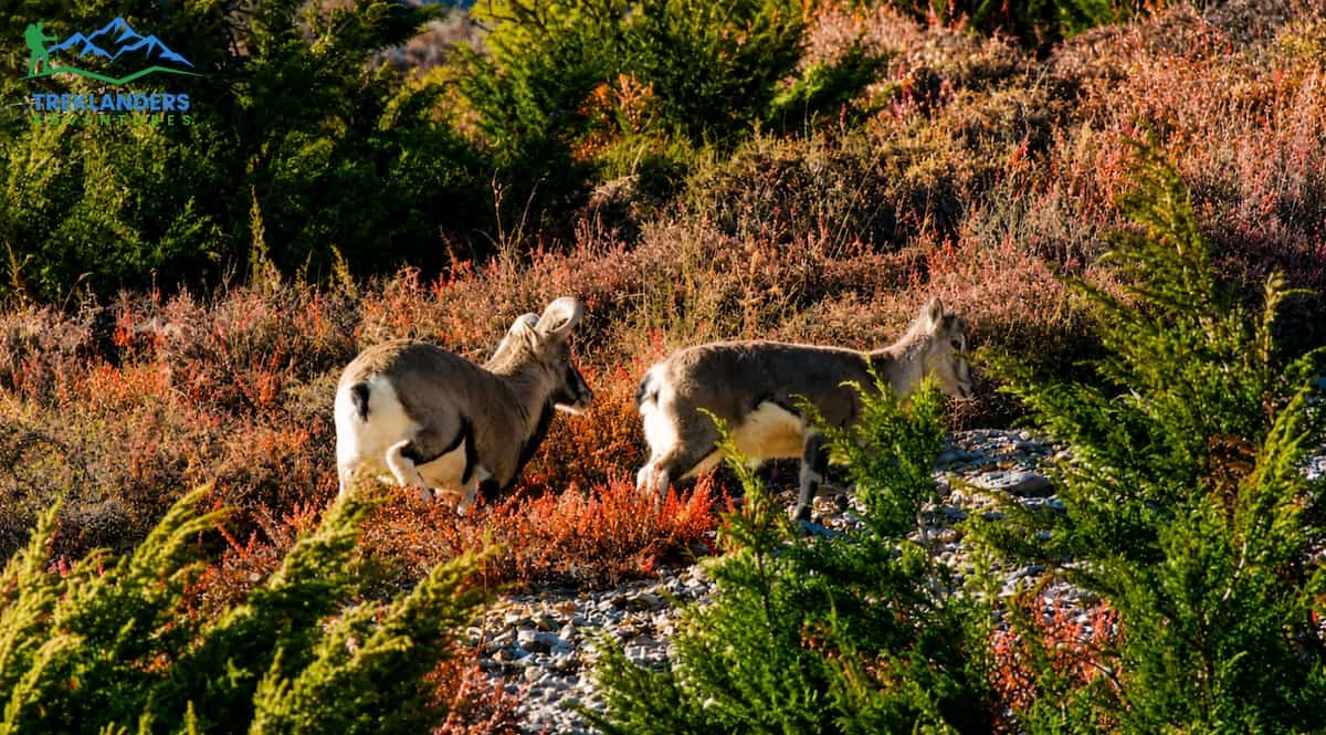 Wildlife Around Shree Kharka