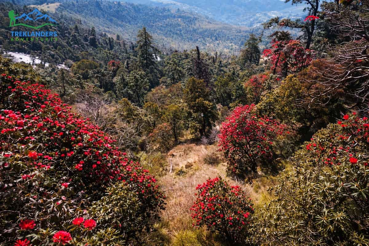 Rhododendron Forests- Mohare Danda Trek