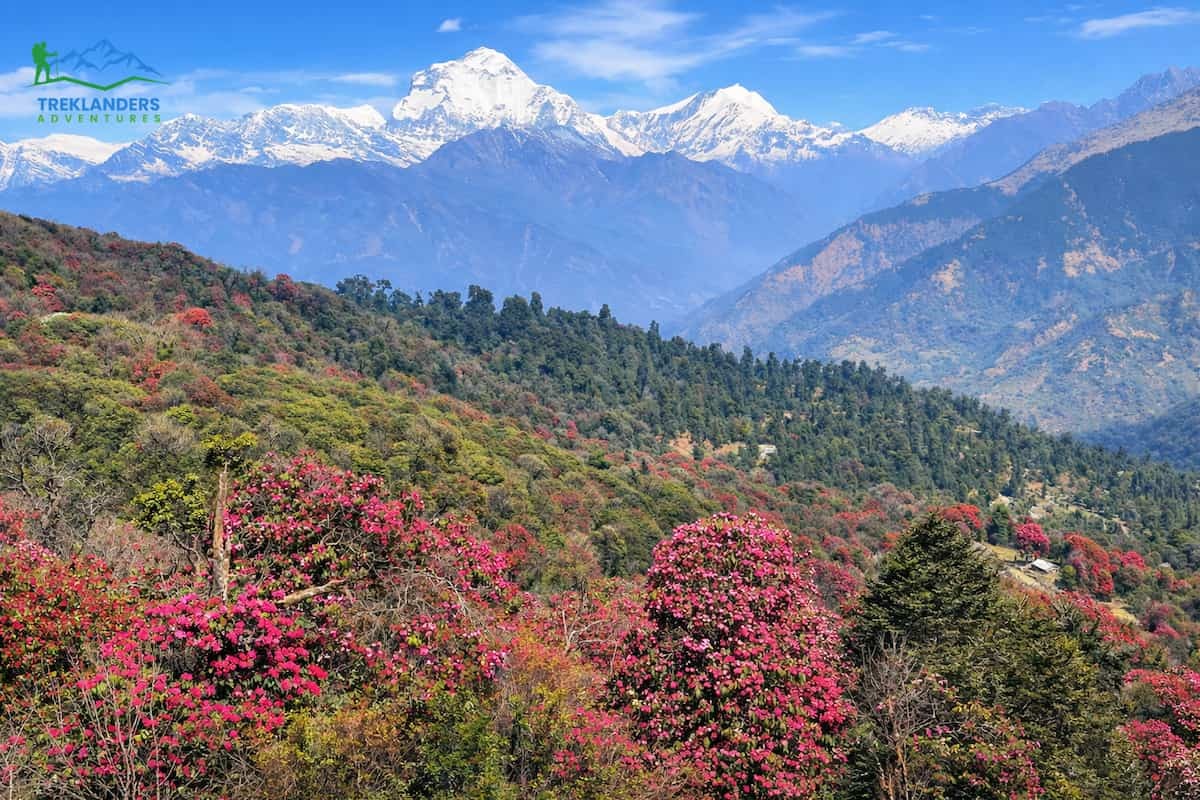 Ghorepani Poon Hill Trek