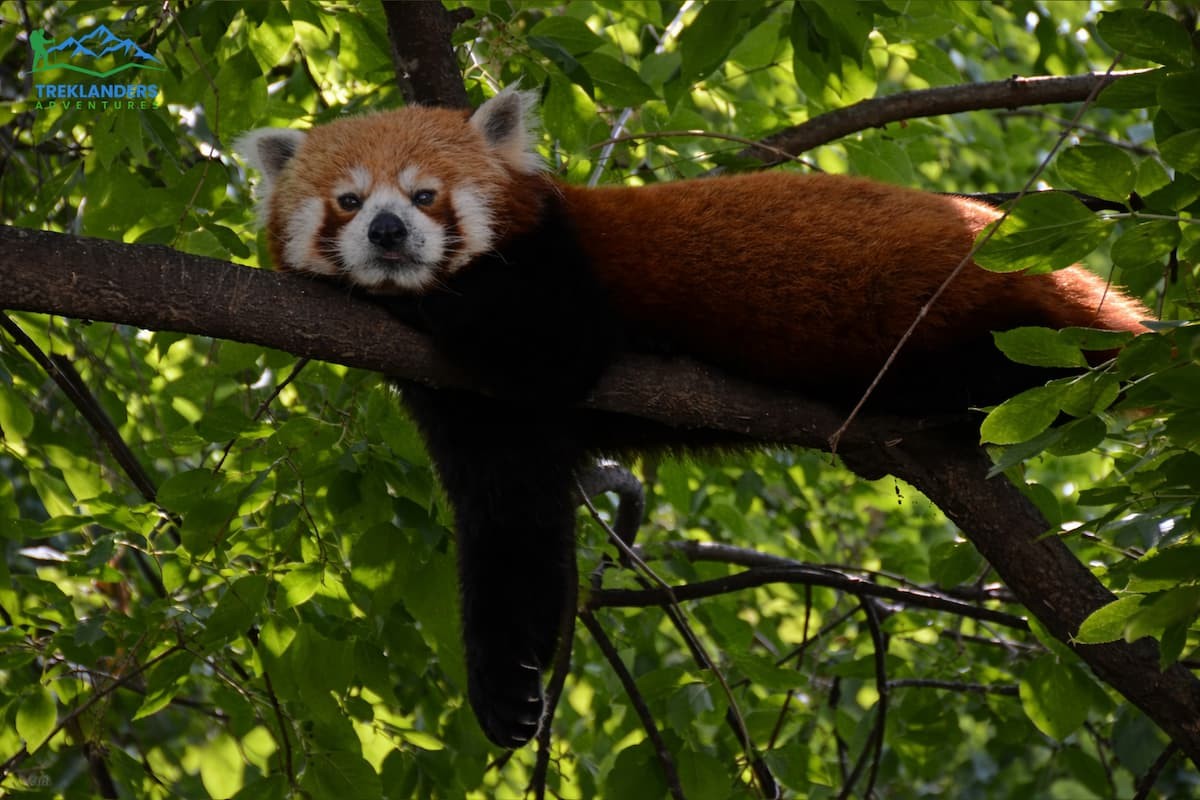 Red Panda- Langtang Valley Trek