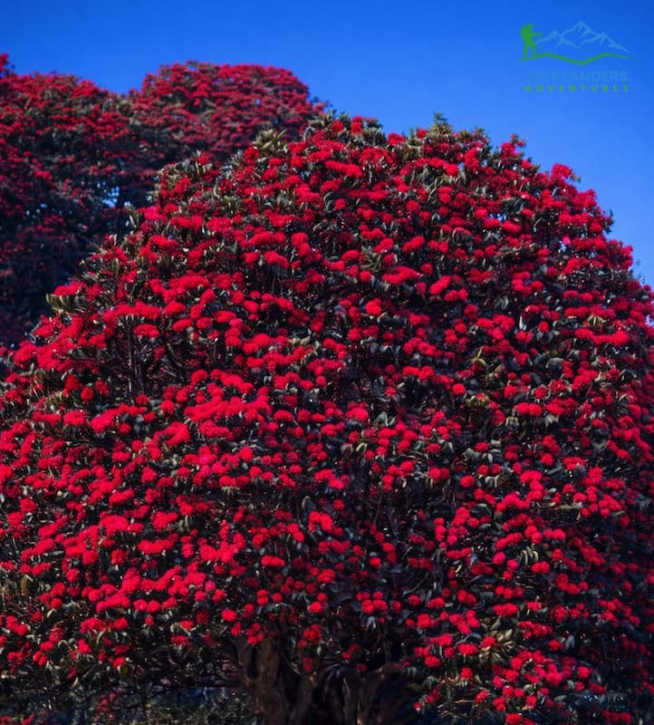 Rhododendron Forests- Khopra Ridge Trek