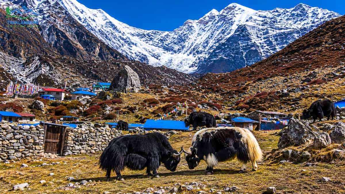 Yaks Grazing in Kyanjin Valley During the Langtang Valley Trek