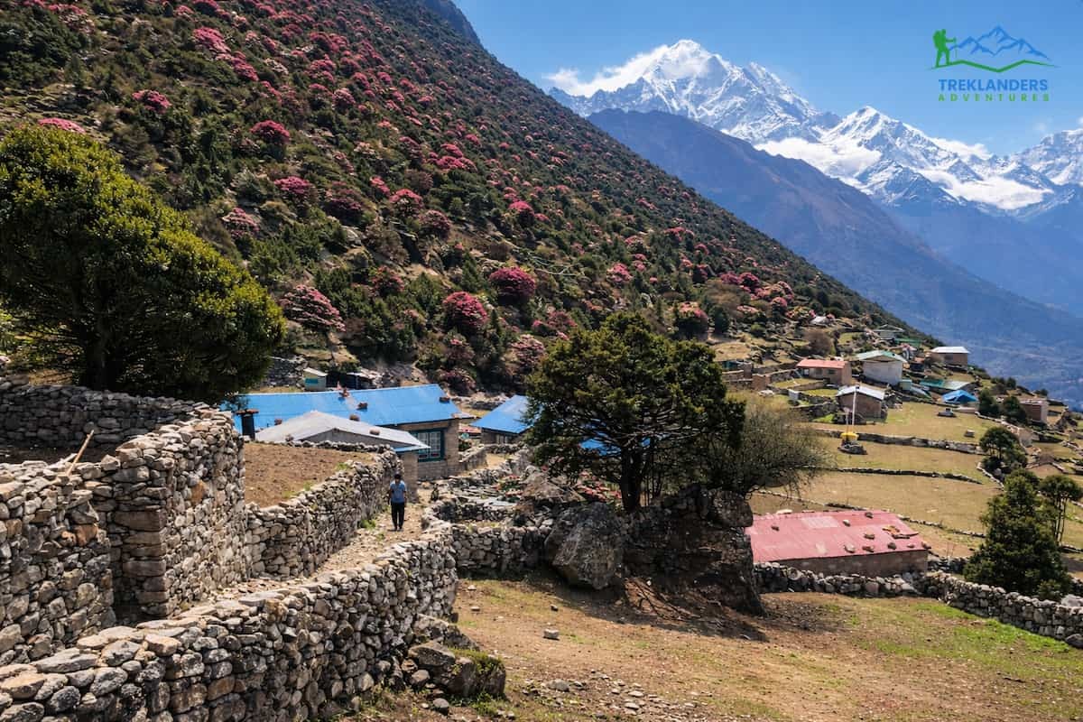 Plant Life in Everest Region