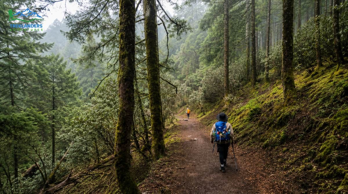 Beautiful Trail Through the Gosaikunda Lake Trek Route