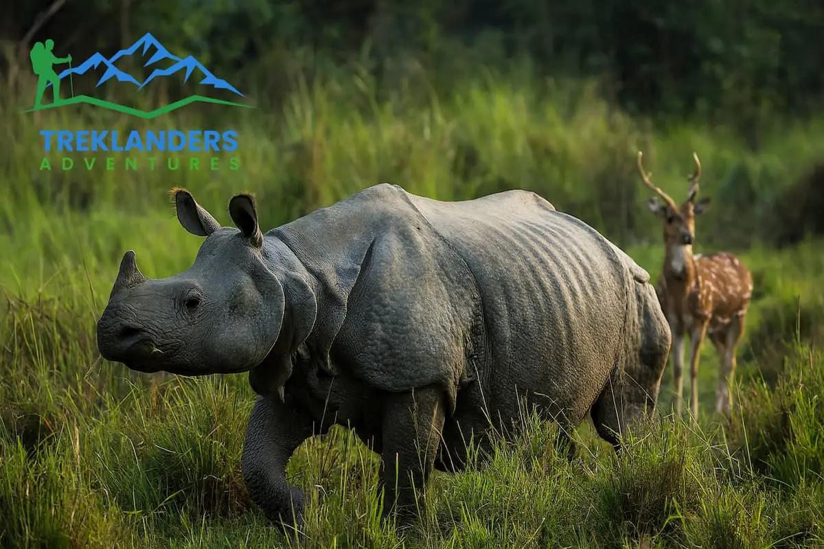 Chitwan Tour- Rhino