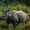 Chitwan Tour- Rhino
