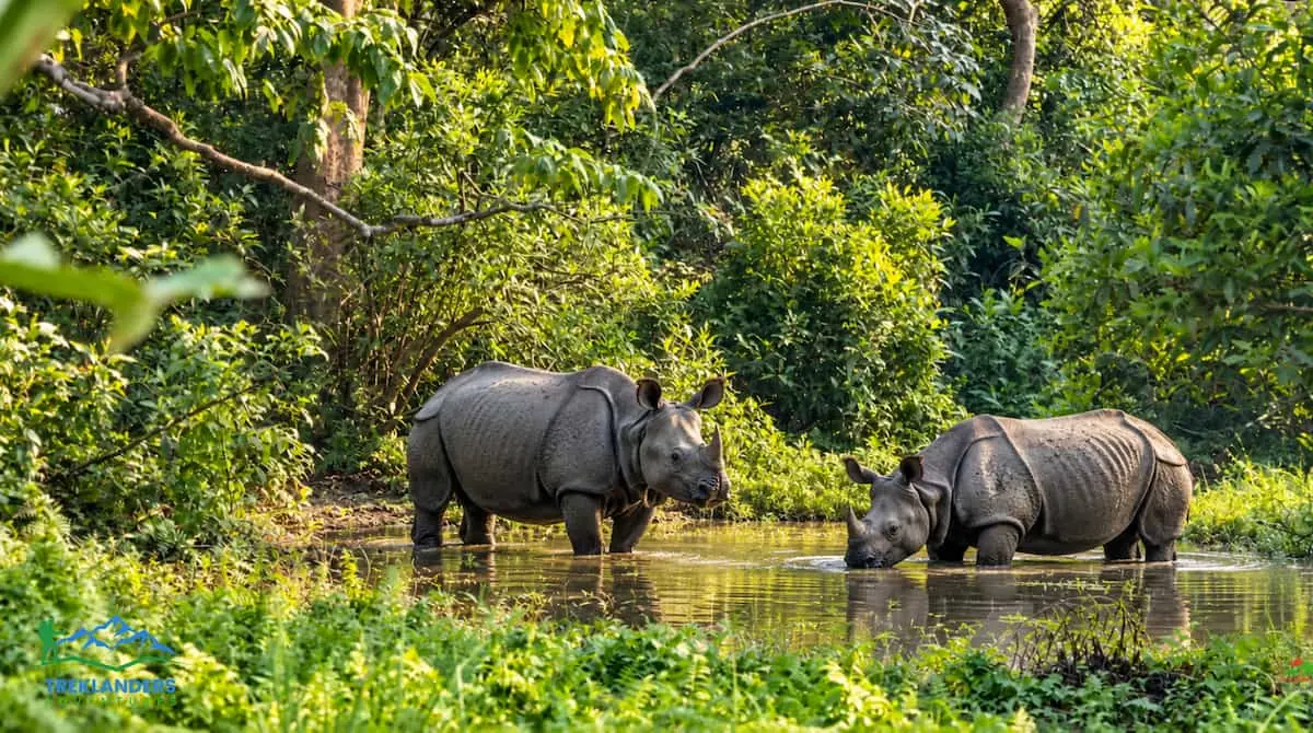 Rhinos- Wild Animal in Chitwan