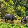 Rhinos- Wild Animal in Chitwan