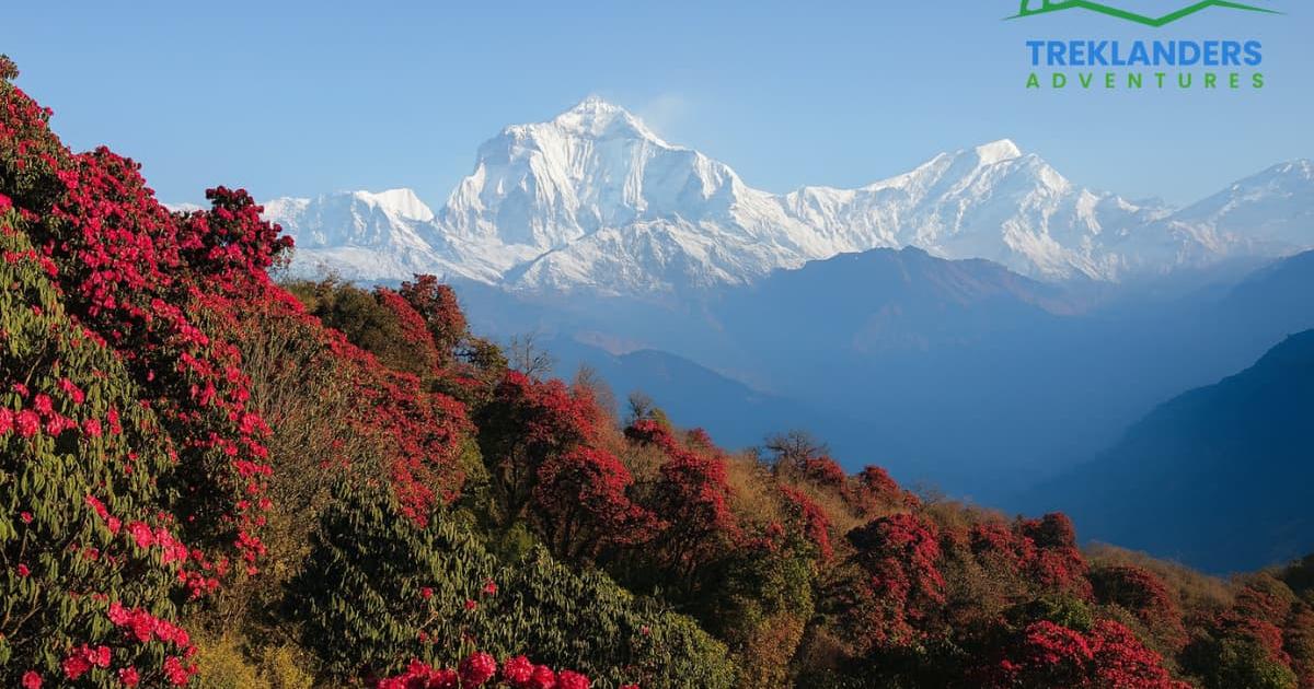 Ghorepani Poonhill Trek|11 Days|Treklanders